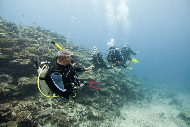 Fun Dives For Certified Divers - Marine Life Encounters