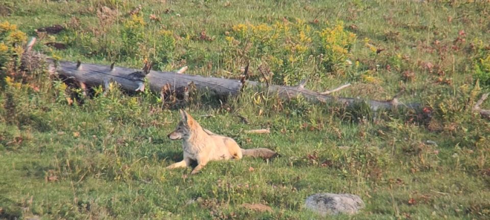 Gardiner: Yellowstone National Park Half Day Guided Hike - Highlights