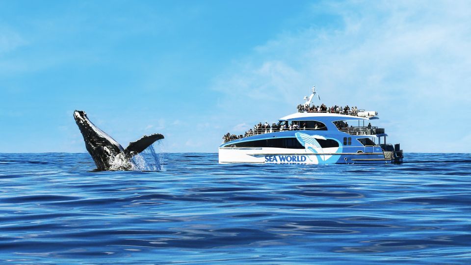 Gold Coast: Premium Whale Watching Cruise With Naturalist - Departure Details