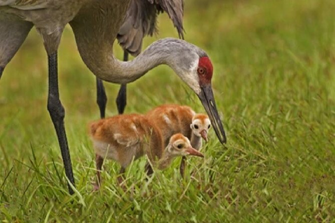 Grand Teton Wildlife Safari in a Enclosed or Open-Air Vehicle (Season Dependent) - Frequently Asked Questions