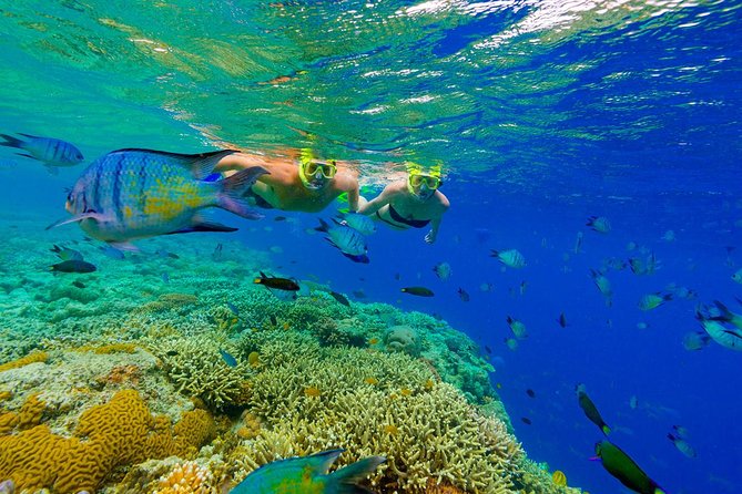 Great Snorkeling Cruise With Sharks & Stingray Encounter and Natural Pool - Natural Pool Swim