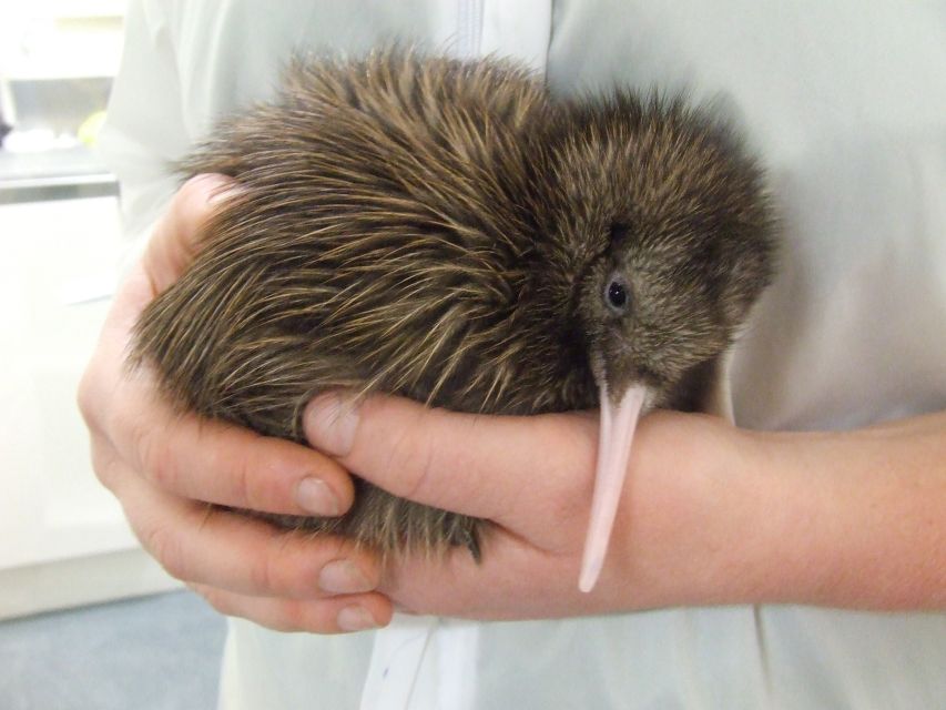 Greymouth: Glacier, Heritage & Wildlife Centre Guided Tour - Frequently Asked Questions