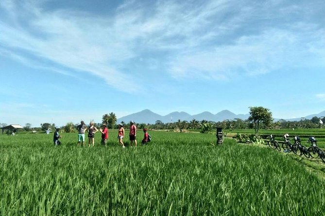 Half-Day Electric Cycling Tour of Ubud - Group Size