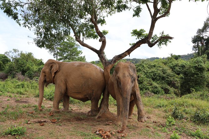 Half Day Elephant Home Sanctuary in Samui - Tour Policies and Cancellation Information