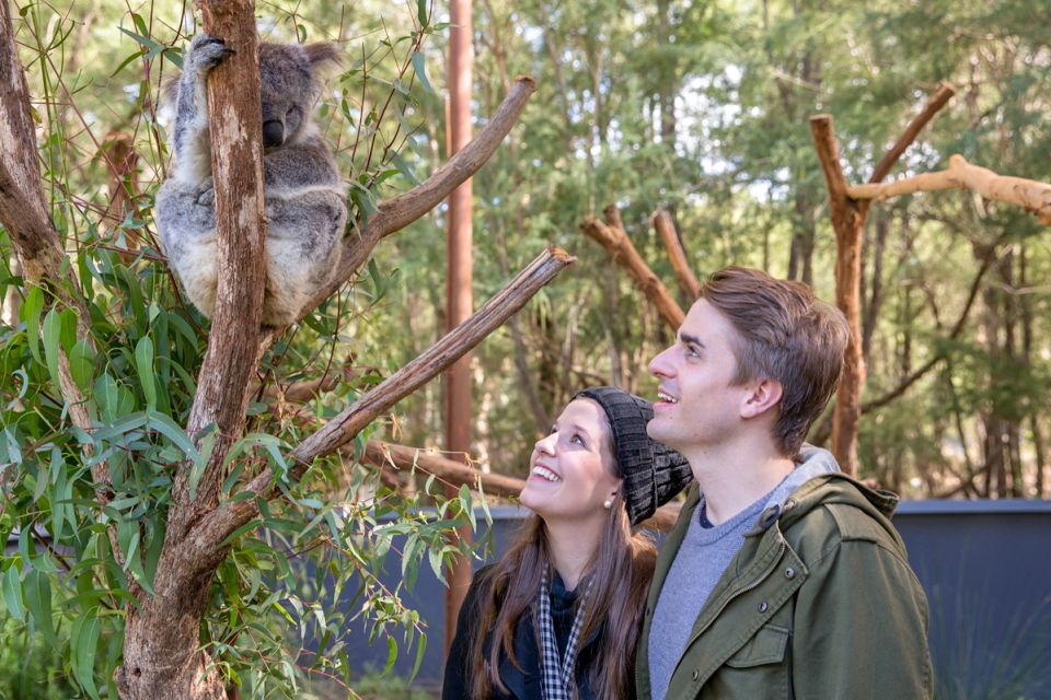 Healesville Sanctuary: General Admission Ticket - Accessibility and Operating Hours