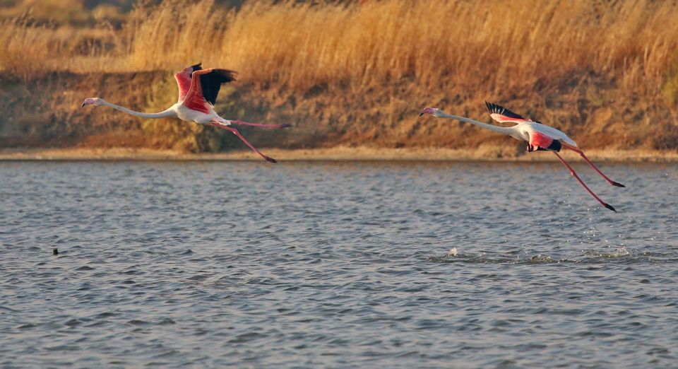 Hello: Private Boat Tour to Ria Formosa - Visit a Fishing Community