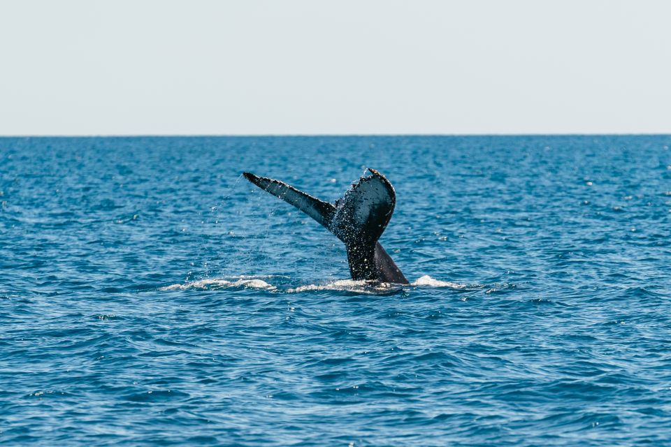 Hervey Bay: Exclusive Whale Watch Encounter - Price and Duration