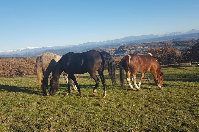 Horse Ride in Haute Provence Luberon and Forcalquier - Explore Haute Provences Landscapes