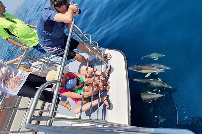 Incredible Dolphin Watching Experience on Our Family Friendly Catamaran - Lagos - Additional Potential Wildlife Viewing