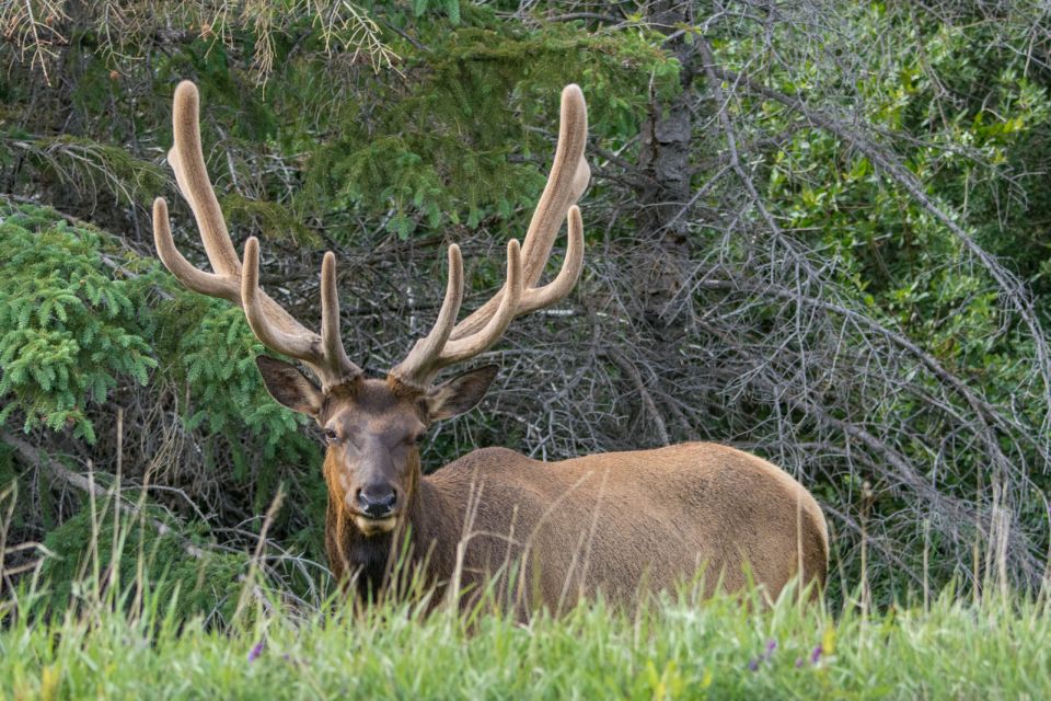 Jasper National Park: Evening or Morning Wildlife Watch Tour - Cancellation Policy