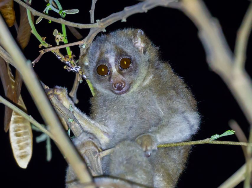 Jungle Night Tour : Finding Snakes and Night Species - Jungle Walk