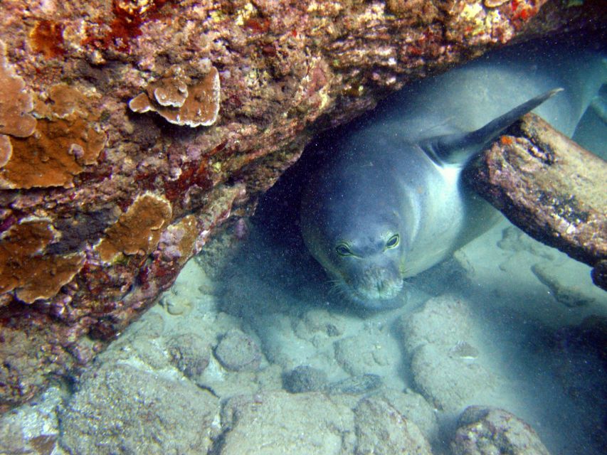 Kayaking and Snorkeling at Turtle Reef - Group Size and Language