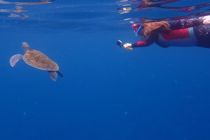 Kayaking With Dolphins and Turtles and Snorkelling in Tenerife - Physical Fitness and Age Requirements