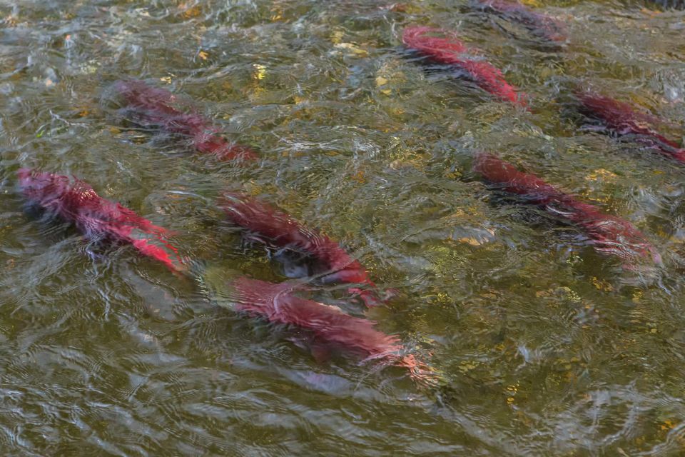 Kelowna: Mission Creek Salmon Run Audio Tour by E-Bike - Tour Restrictions