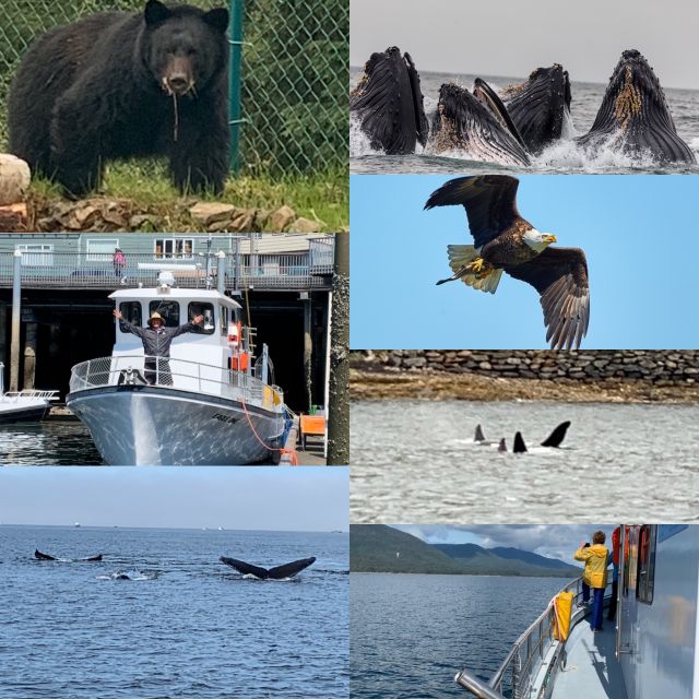 Ketchikan: Marine Wildlife and Whale Watching Boat Tour - Accessibility