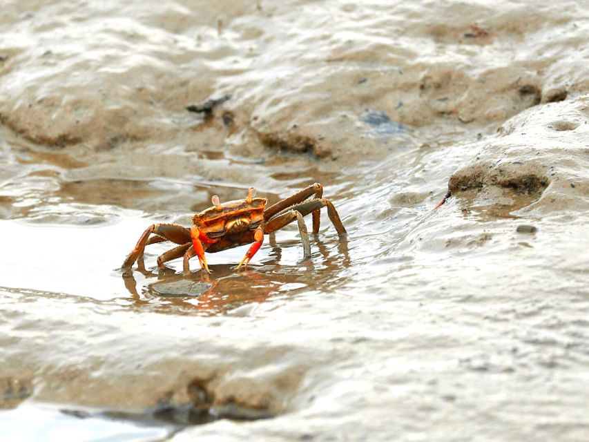 Ko Lanta: Mangrove Tour by Long Tail Boat - Inclusions and Exclusions