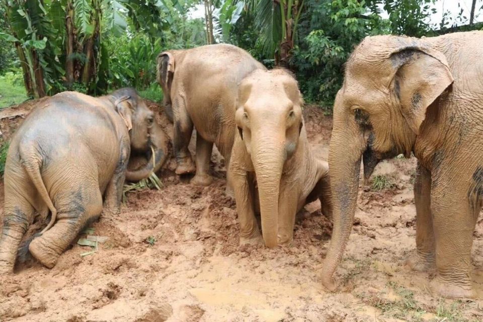 Koh Samui: Elephant Sanctuary and More - Full Day - Important Information