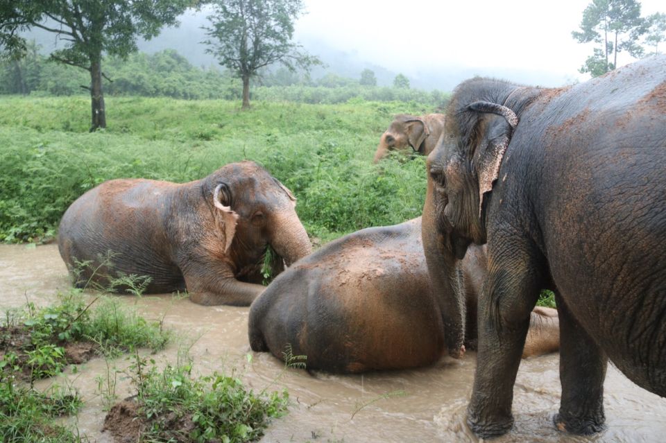 Koh Samui: Ethical Elephant Home Guided Tour With Transfers - Activities at the Home