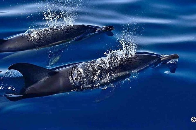 Lanzarote Sea Safari From Puerto Calero - Booking and Availability