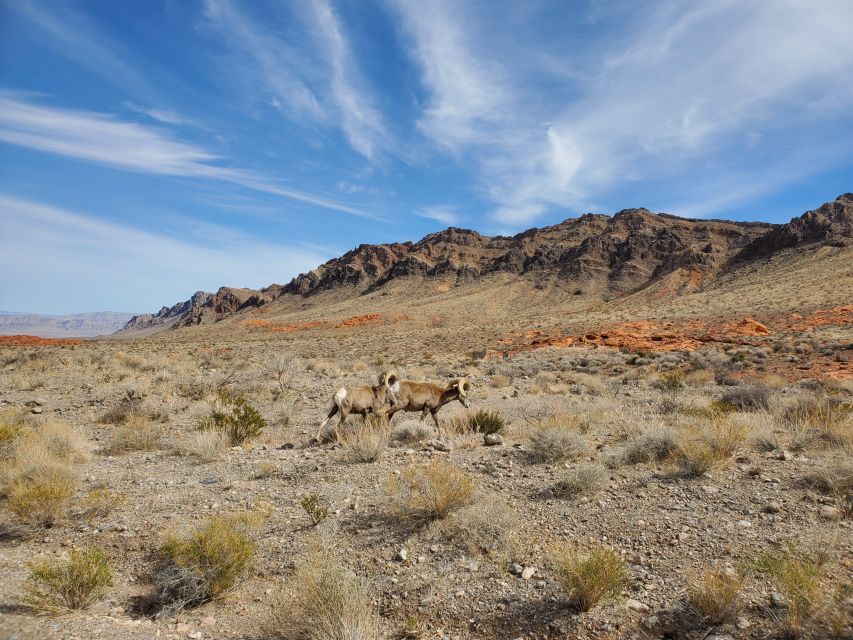 Las Vegas: Hoover Dam & Valley of Fire Day Trip With Brunch - Important Information