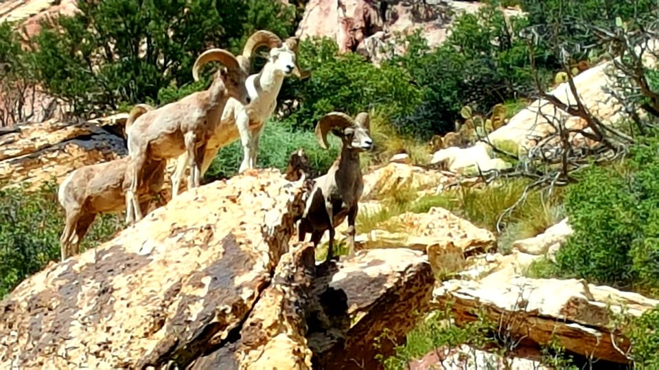 Las Vegas: Red Rock Canyon Ultimate Guided Tour - Native Wildlife