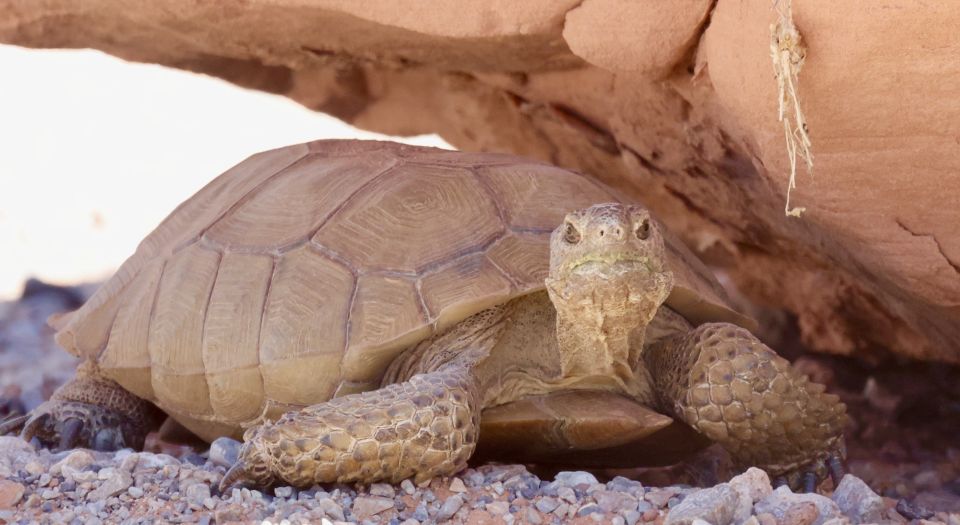 Las Vegas: Valley of Fire Sunset Tour With Hotel Transfers - Professional Photography Tips