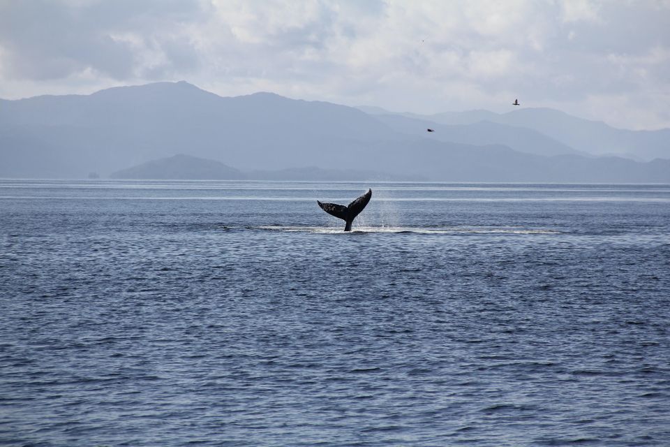 Lighthouse, Totems & Eagles Excursion - Recap