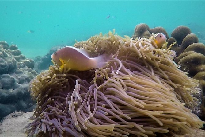 Local Reef Snorkelling and Deserted Beach - Alternative Program