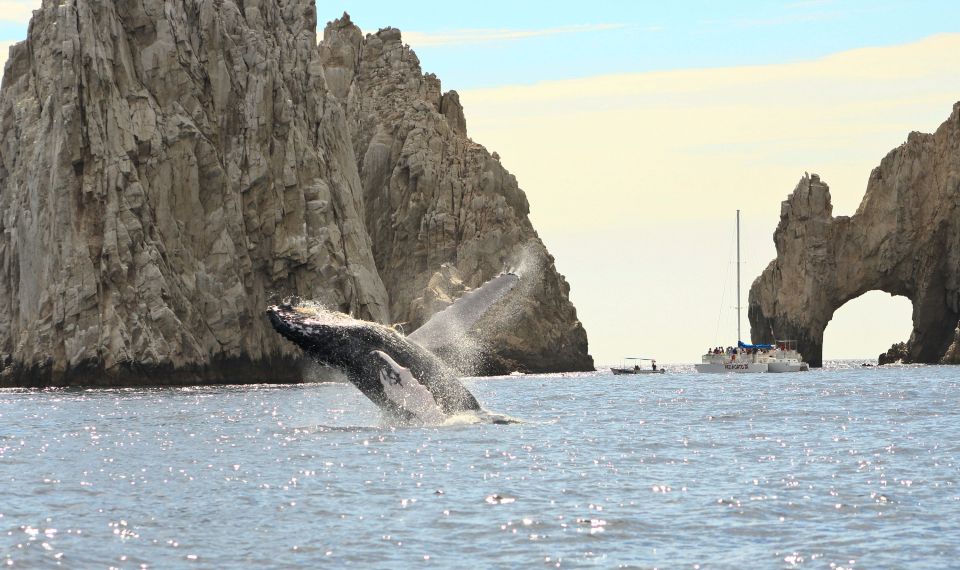 Los Cabos: Whale Watching (Transport and Pictures Included) - Additional Information and Tips