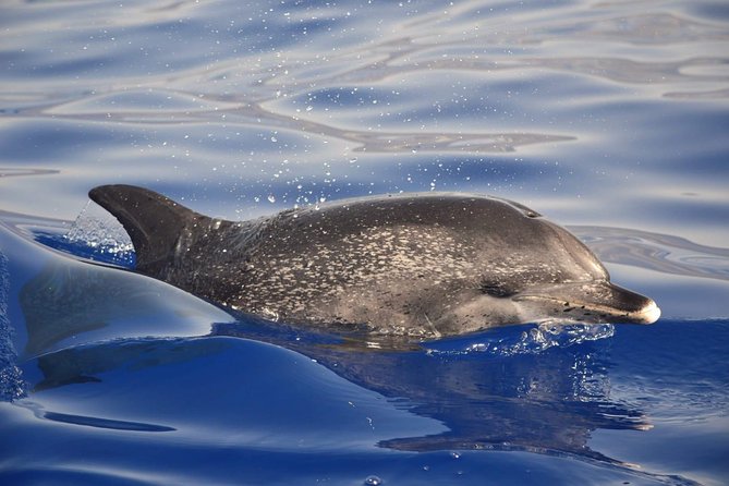 Madeira Dolphin & Whale Watching Tour - Additional Information