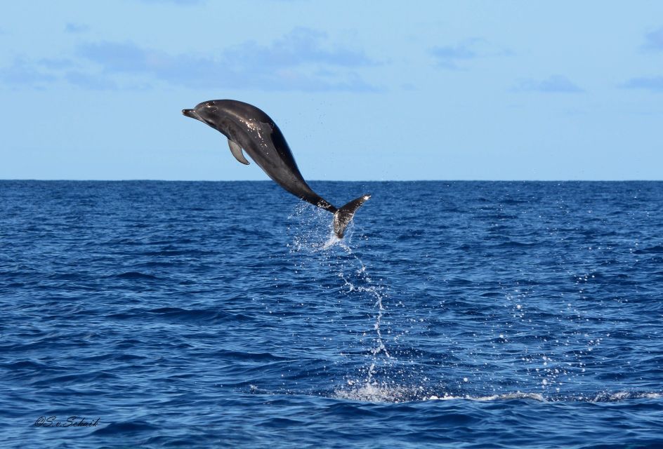 Madeira: Whale and Dolphin Watching Tour - Meeting Point and Location