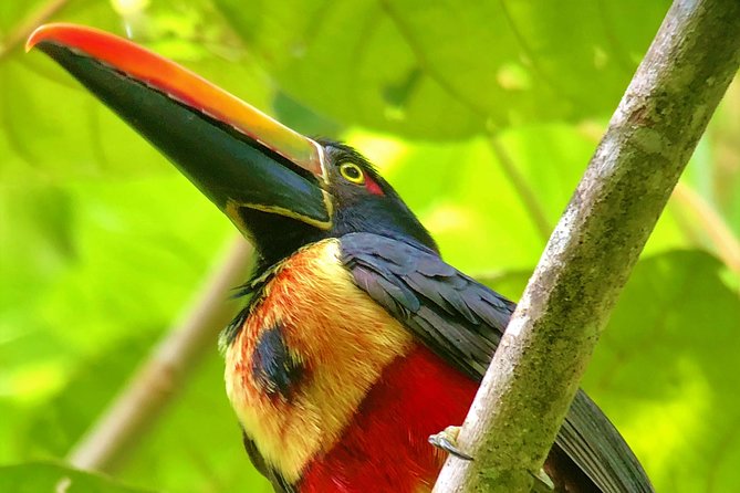 Manuel Antonio Park Tour and Its Amazing Wildlife and Beaches - Booking Process and Pricing