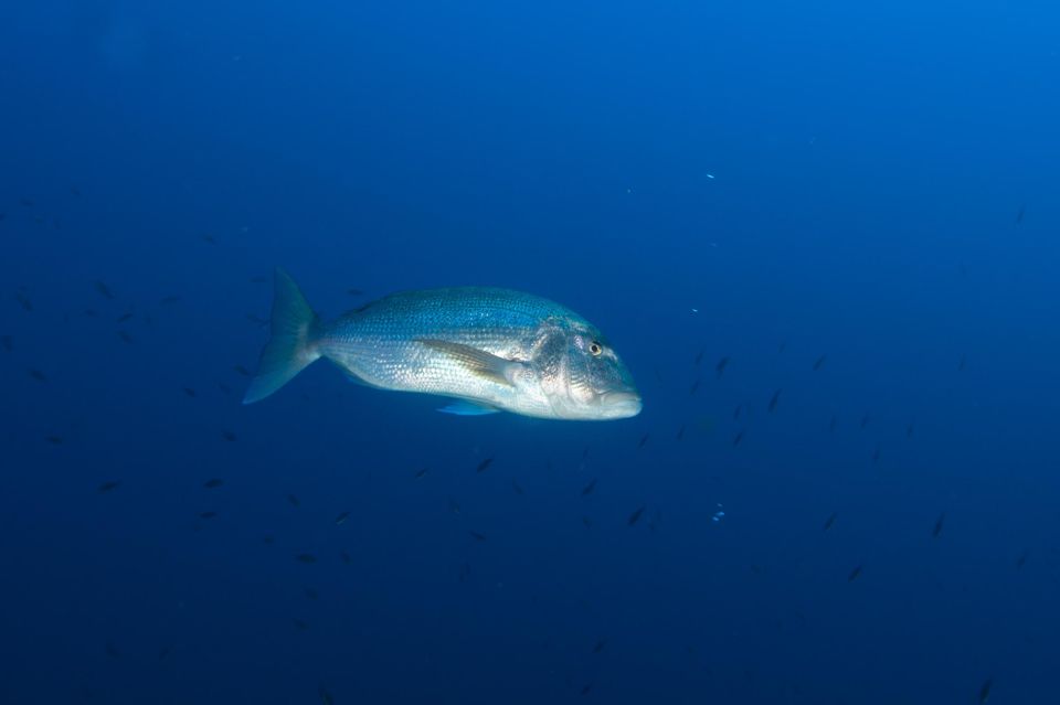 MARINA DI CAMPO: DIVING ON THE ISLAND OF ELBA AND PIANOSA - Meeting Point and Arrival Instructions