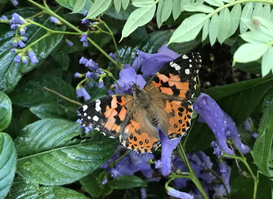 Maui: Interactive Butterfly Farm Entrance Ticket - Directions to the Butterfly Farm