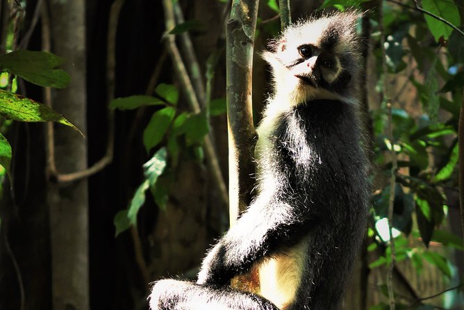 Monkey Business 2 Days - 1 Night Jungle Trekking (Including Rafting) - Wildlife Sightings