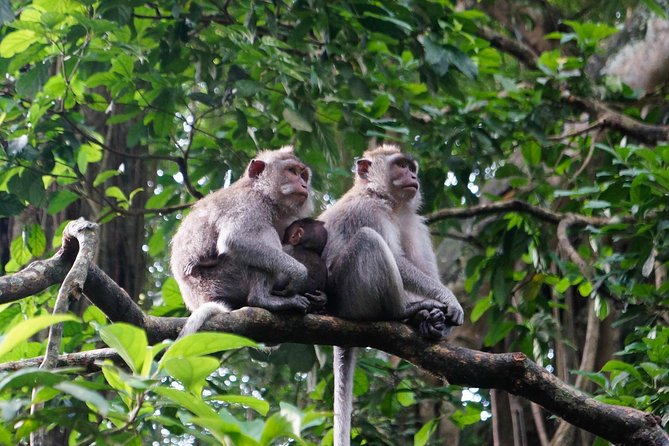 Monkey Forest, Ubud, and Rice Terraces - Pickup and Drop-off Arrangements