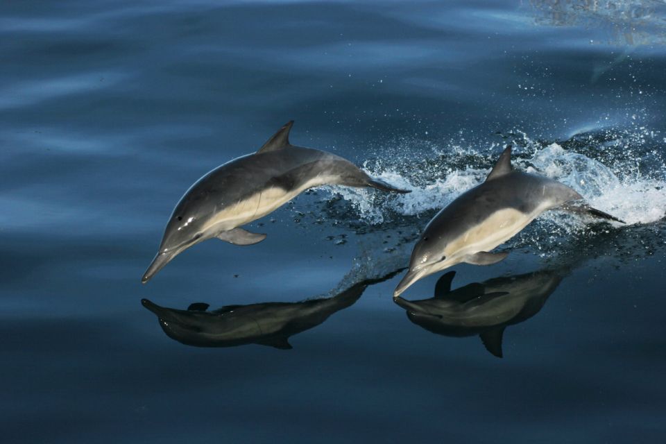 Monterey: Whale Watching Tour With a Marine Guide - Recap