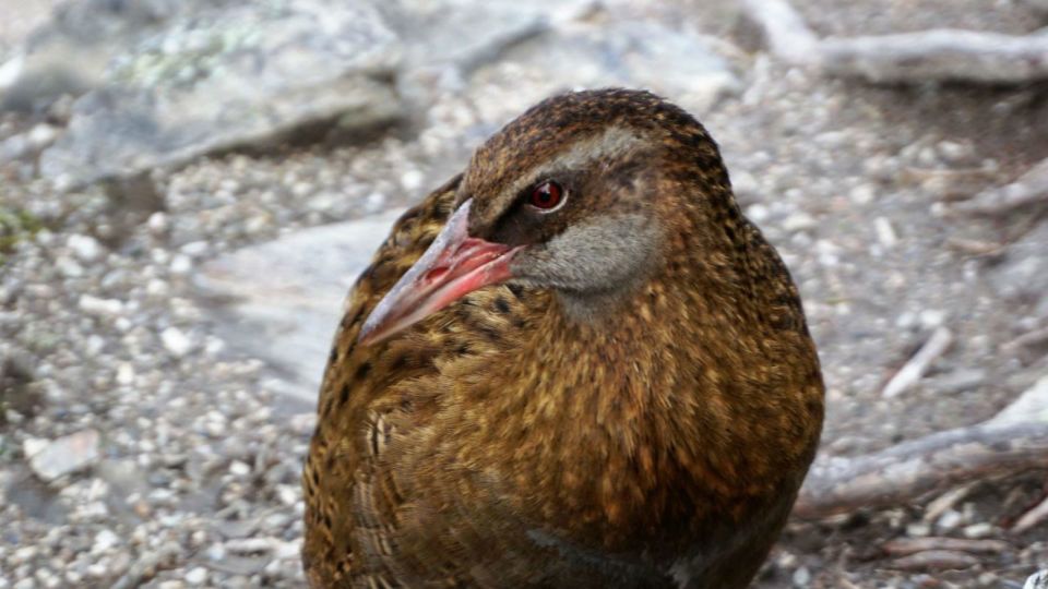 Mou Waho Island 3.5-Hour Cruise and Nature Walk - Meeting Point and Language