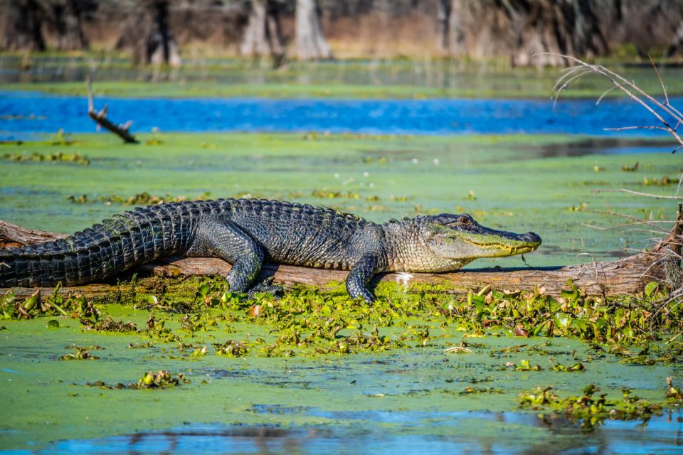 New Orleans: Oak Alley Plantation and Swamp Cruise Day Trip - Availability and Scheduling