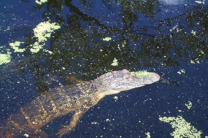 New Orleans Swamp Tour Boat Adventure With Transportation - Customer Testimonials