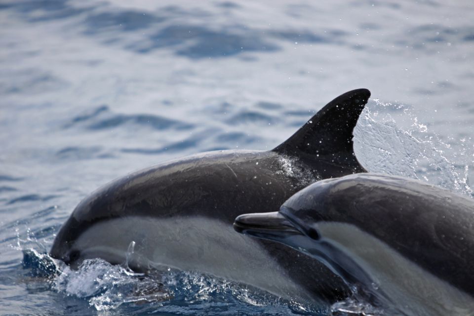 Newport Beach: Year-Round Whale Watching Cruise - Marine Diesel Fuel Surcharge