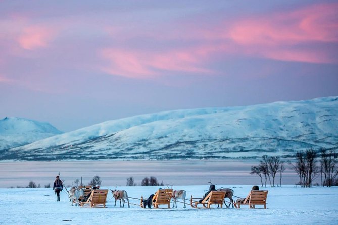 Night Reindeer Sledding With Camp Dinner and Chance of Northern Lights - Transportation and Guide