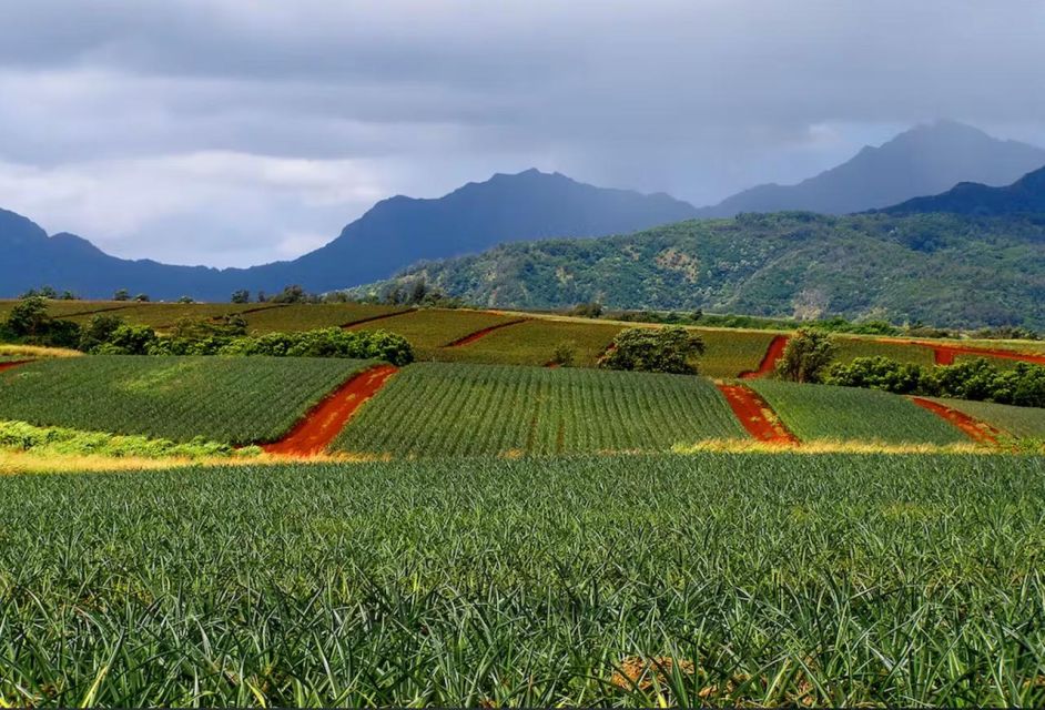 Oahu: North Shore Dole Pineapple Farm Tour - Frequently Asked Questions