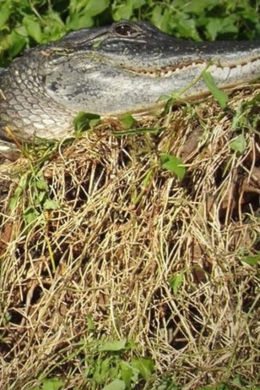 Old Florida Backwater Kayak Adventure Near St. Augustine - Duration and Difficulty