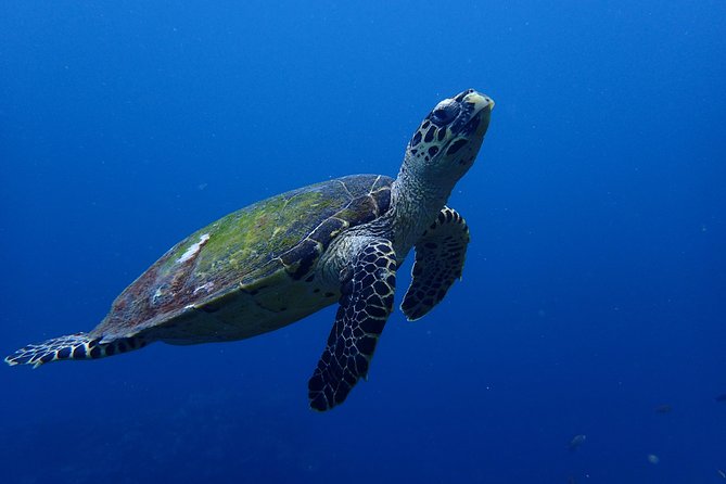 Open Water Course in Nusa Lembongan - Get Certified on Remote Island (Next Bali) - Accommodation Options