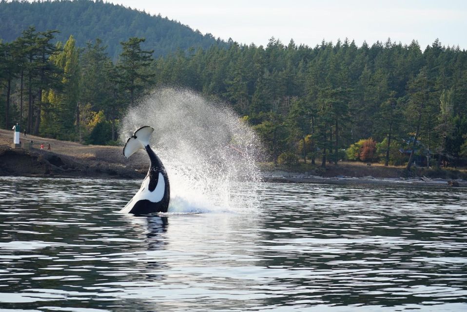 Orcas Island: Whale and Orca Guided Speedboat Tour - Getting to Orcas Island