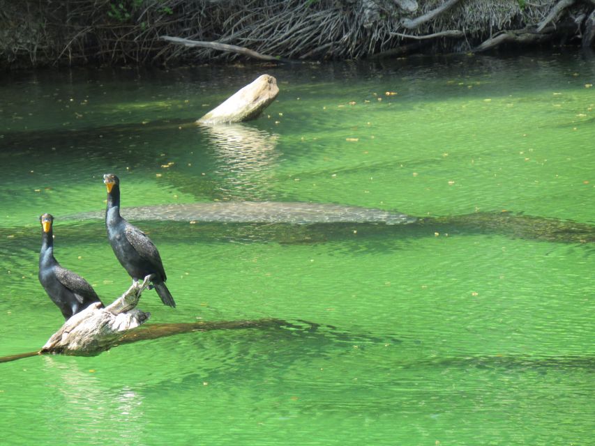 Orlando: Small Group Manatee Discovery Kayak Tour - Accessibility and Suitability