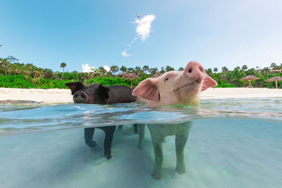 Paradise Island: Rose Island Tour With Swimming Pigs & Lunch - Policies and Meeting Point