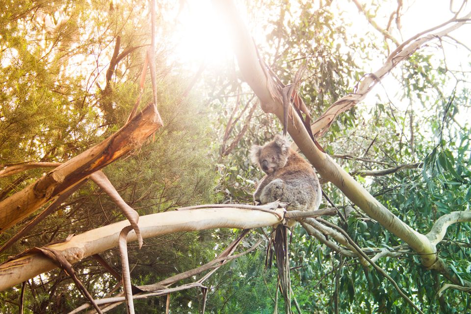 Phillip Island: Nature Hike and Penguin Parade With Guide - Recap