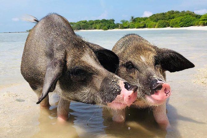 Pig Island Experience By Speed Boat, Snorkeling, Kayaking Relaxing on the Beach - Tips for a Great Day